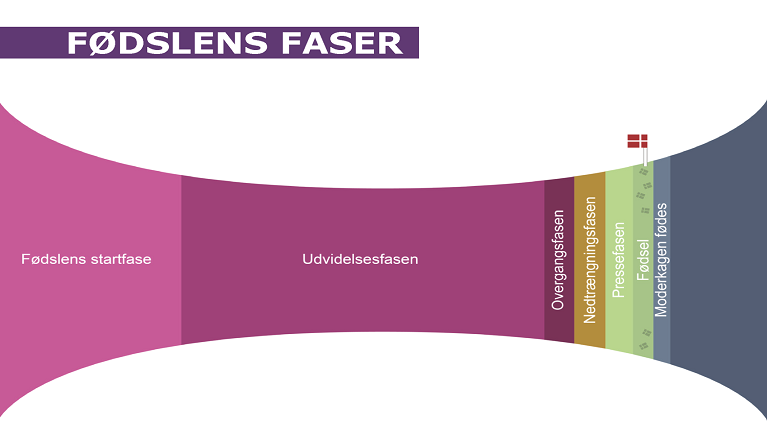 En fødsel består af følgende faser: startfase, udviddelsesfase, overgangsfasen, nedtrængningsfasen, pressefasen, fødsel og fødsel af moderkage