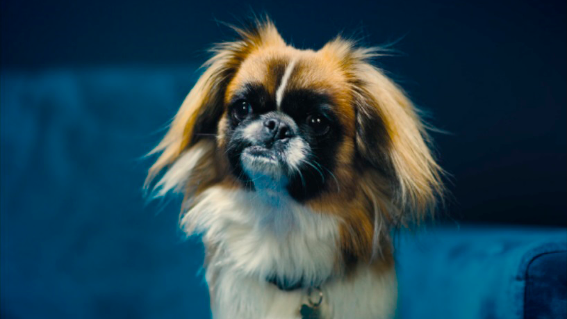 hund