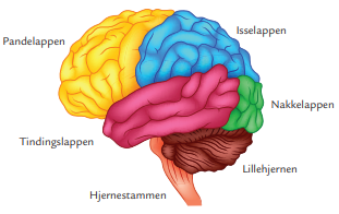 Hjernen opdelt i pandelappen, tindingslappen, hjernestammen, lillehjernen, nakkelappen og isselappen